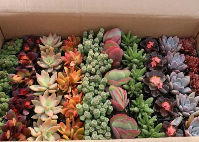 植此青绿  共赴春日——教育学院植树节系列活动